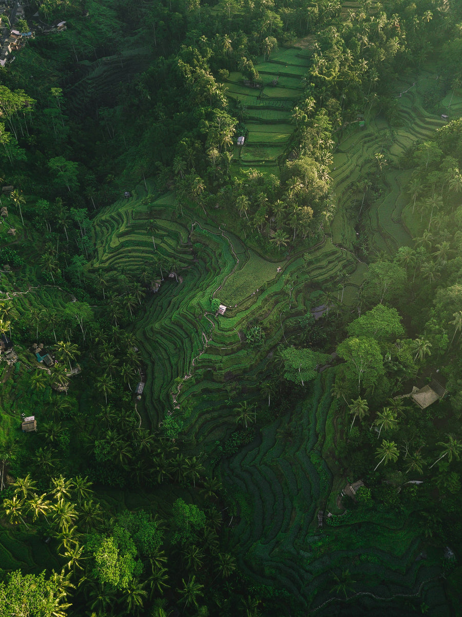 Rizières en terrasses de Tegallalang, Bali